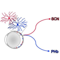 Image showing pathways from the ipRGCs in the retina to the SCN and the PHb in the brain.